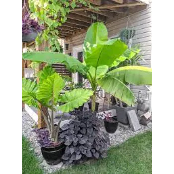 Top Banana Plants